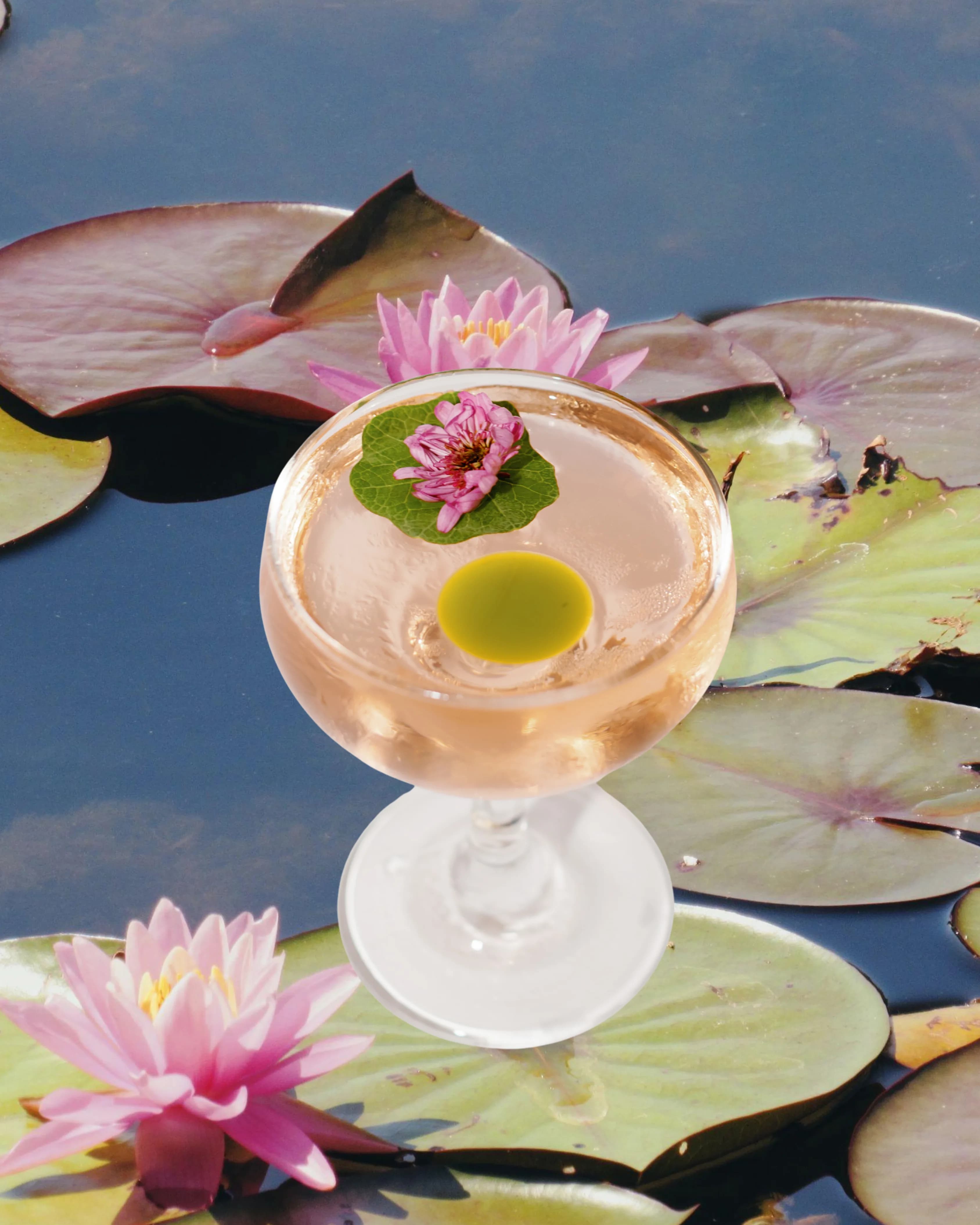 Darling Aviary Lily Pond rosé cocktail photographed in a real lily pond surrounded by floating pink water lilies and green lily pads at DoCo Sacramento